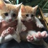 人馴れしてる茶白の子猫兄妹2か月 サムネイル4