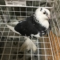 捨てられてしまった鳩