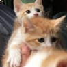 人馴れしてる茶白の子猫兄妹2か月 サムネイル5