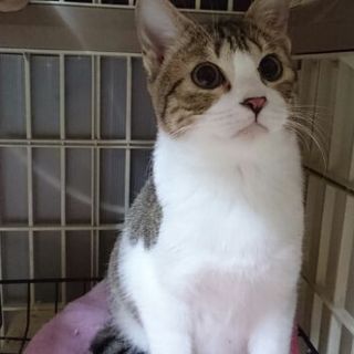 可愛いキジシロ　あつきくん