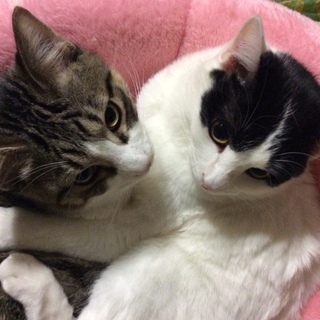 ふじお君とりんどうちゃん