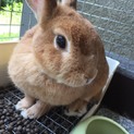 ネザーランドドワーフ2才元気な健康優良うさぎ
