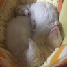 つばにゃ