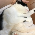 ゆっくりじっくりの家族を待っています。ちょび