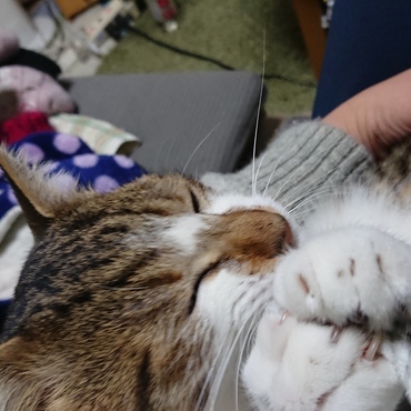 の写真