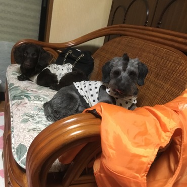 今回モヒカンにしました(*^◯^*)