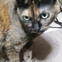 モモ