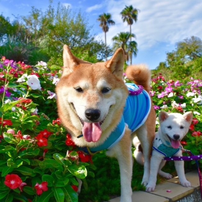 リリ姉貴のカバー写真