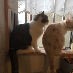 最近の4猫