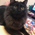 9ヶ月の黒猫マールちゃん