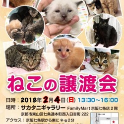 京都ねこの譲渡会