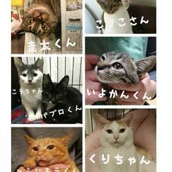 京都ねこの譲渡会 サムネイル2