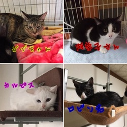 京都ねこの譲渡会 サムネイル3