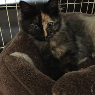 甘えん坊のキメラの家族になってください♡