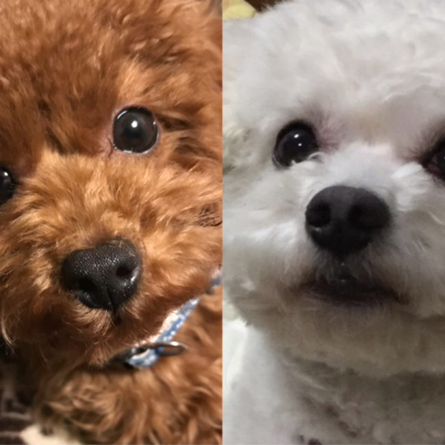 ホイップくんのカバー写真
