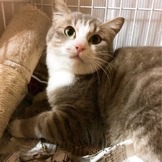 美にゃん・オラは、しんのすけ〜