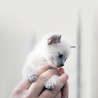 にゃんこ＊