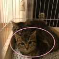 まんまるお顔の子猫ちゃん