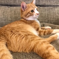 ナツメグ