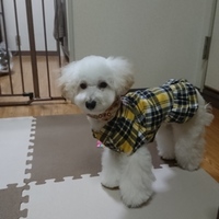 ゆず