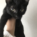 可愛い黒猫さん