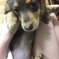 生後2ヶ月半のダックス子犬ちゃんです