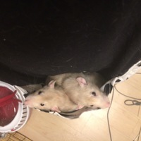 【故】あわ【故】ひえ