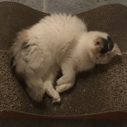 ビフォーアフター