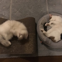 「ビフォーアフター」サムネイル3