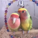 コザクラインコペア(♂♀)