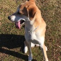 G.レトリバーと柴犬のハーフ犬 1歳雌です
