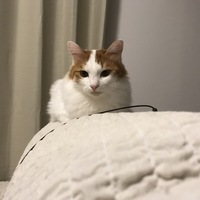 ビスケット