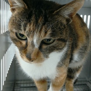 譲渡されました。