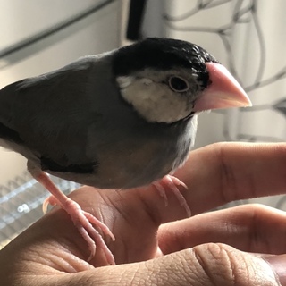 文鳥の里親さん募集します