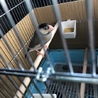 文鳥の里親さん募集します サムネイル2