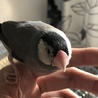 文鳥の里親さん募集します サムネイル3