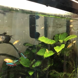 里親募集です。