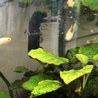 里親募集です。 サムネイル3