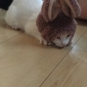 子猫