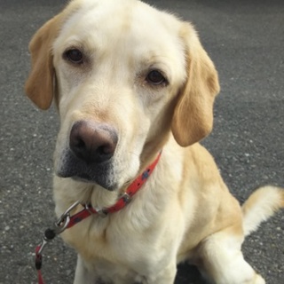ラブラドール イエロー 5才 女の仔