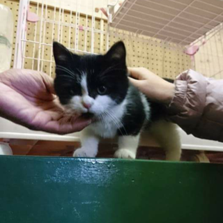 オセロ君（男の子・３ヶ月）です☆