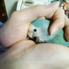 ブルーチェリーのさくらです。♂もう15歳です。病気もせず元気です。
