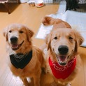 ゴールデンレトリバー兄弟