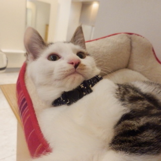 【サバ白の男の子生後４ヶ月】