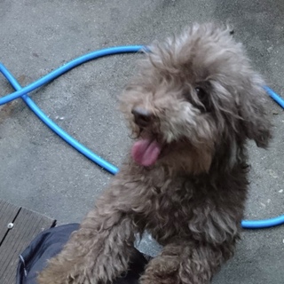 愛知県8歳のトイプードルの女の子です！