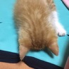 ねぎまるぱんだ
