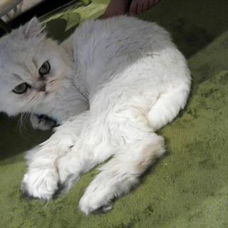 ペルシャ(チンチラシルバー)です。