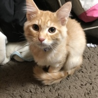 ハピ