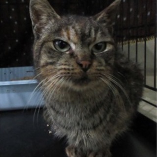 体調悪くなかなか良くなりません