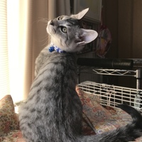ラピ